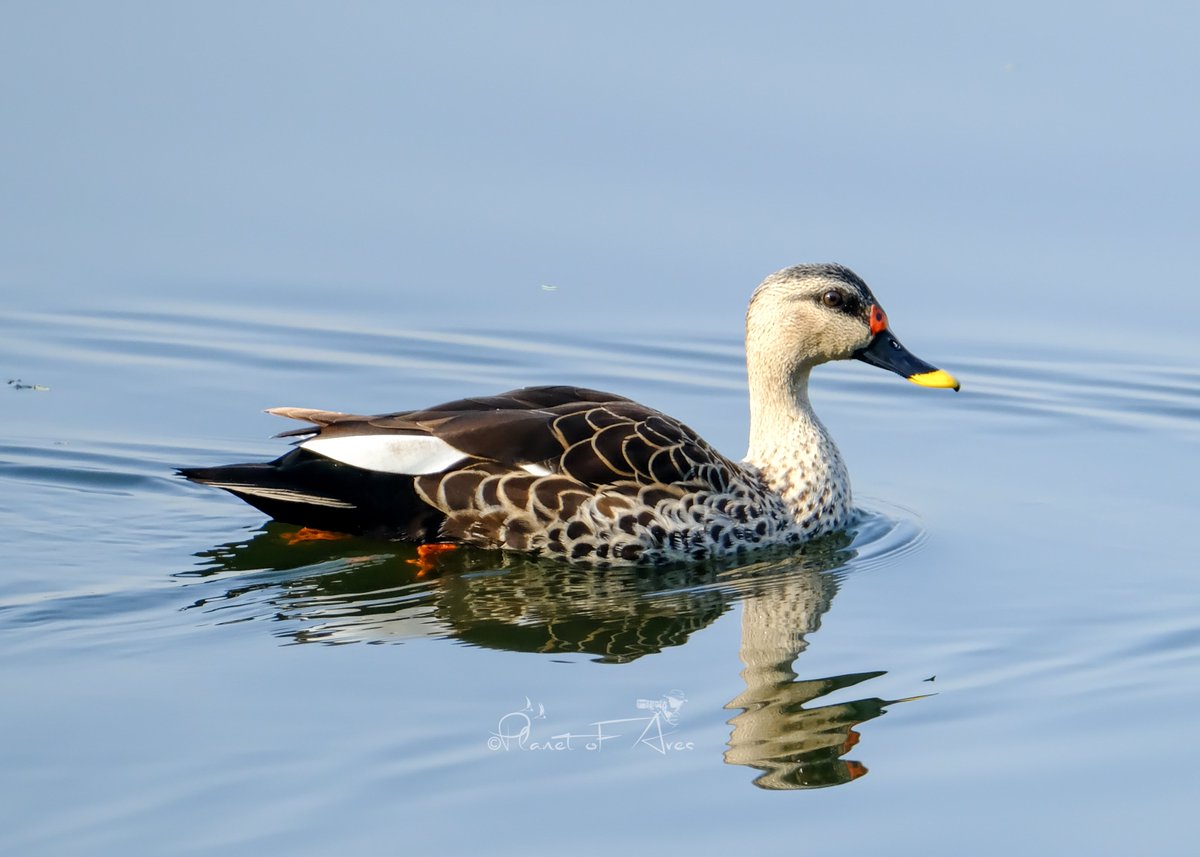 Great photography is about depth of feeling, not depth of field. – Peter Adams Pic-Indian spot-billed duck 🦆 #BBCWildlifePOTD #natgeoindia #ThePhotoHour #BirdsSeenIn2024 #TwitterNatureCommunity #naturephography #nature #birdphotography #birdwatching #BirdsOfTwitter #photography