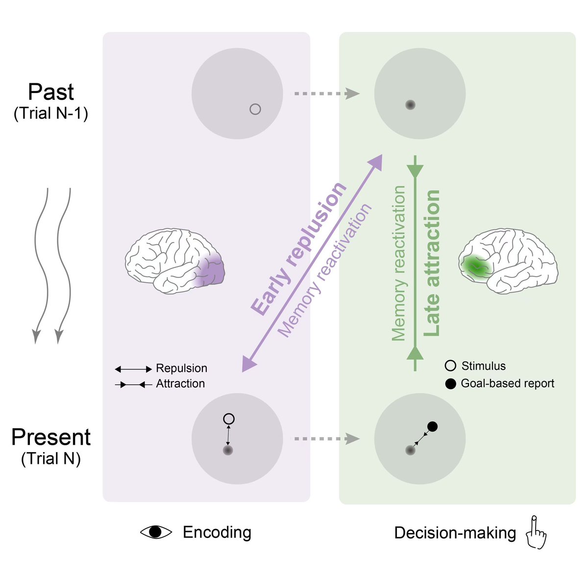 Excited to share our new work: we demonstrate the whole neural operational circle of serial dependence using EEG/MEG decoding.