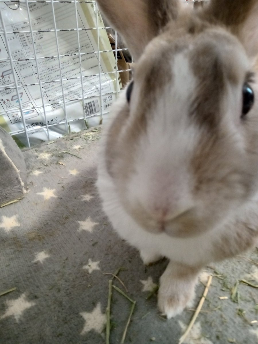 QbHQiZj29UiWuho's tweet image. 宇佐儀です。飼い主が購入した３ｍのＵＳＢケーブル、凶悪な目で挑発を繰り返すので退治する予定です。#宇佐儀 #うさぎ #もさじ #もふもふ #もさ毛 #３歳 #飼い主 #購入 #３ｍ #ＵＳＢケーブル #凶悪な目 #挑発 #繰り返す #退治 #予定
