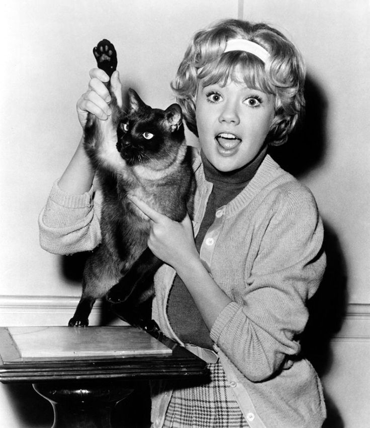 Hayley Mills That Darn Cat
#HayleyMills
#ThatDarnCat