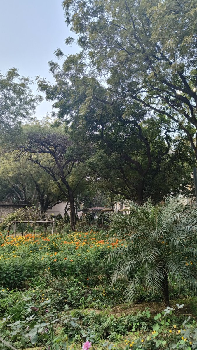 Peaceful mornings! ☮️
#vasantkunj #Delhi
