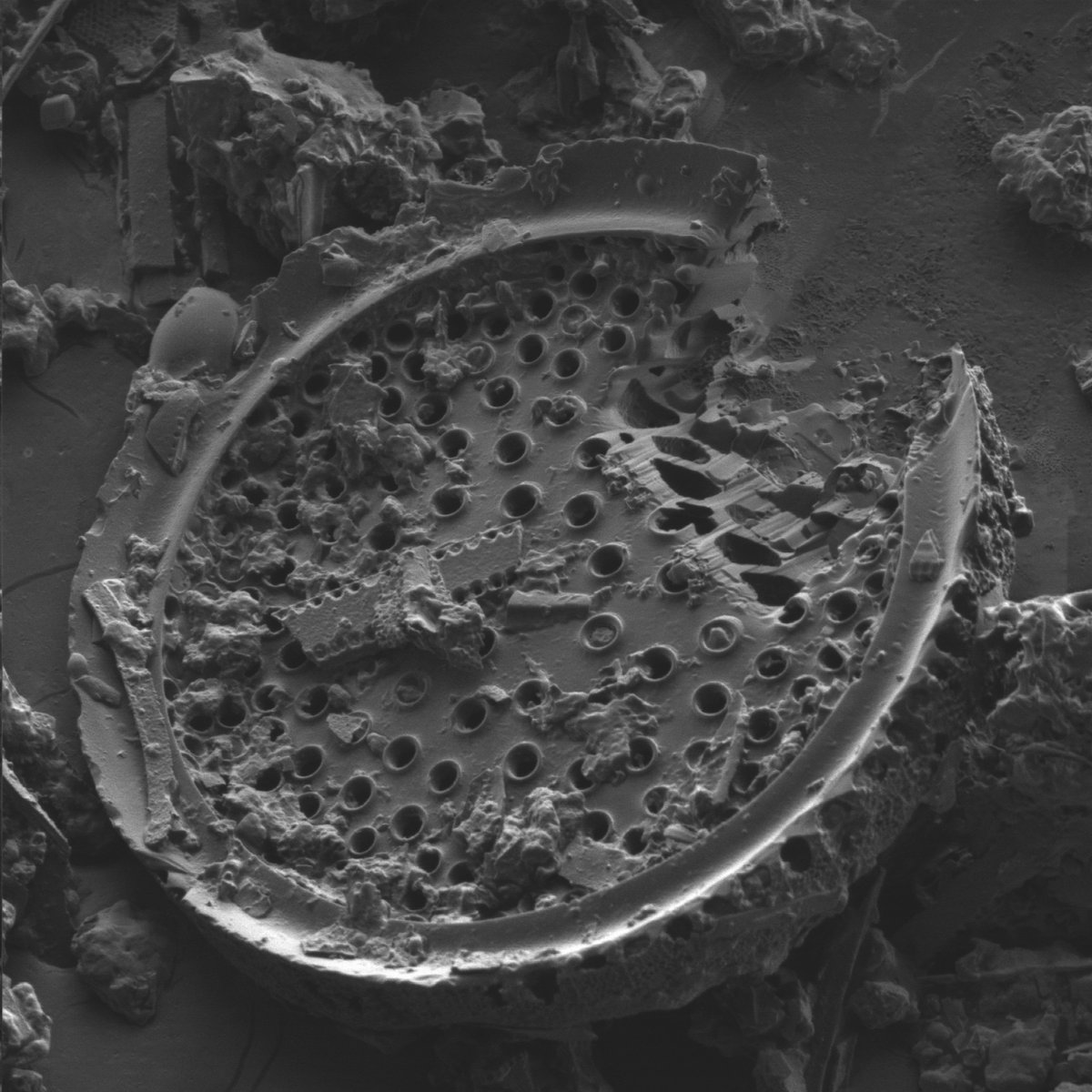 nanographs's tweet image. Introducing the first open source SEM digital image capture solution, the Open Beam Interface!
GitHub: github.com/nanographs/Ope…
Bring your analog SEM into the digital world, all over one USB type-C connection.
Taking orders now for our first batch of 6 boards, DM for details.