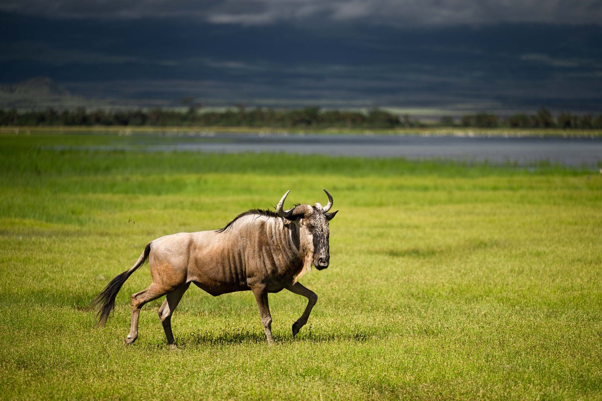 Wildebeest #AmboseliNationalPark