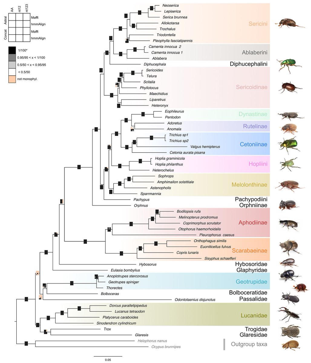 #LiteratureNotice Dietz et al. A transcriptome-based phylogeny of Scarabaeoidea confirms the sister group relationship of #DungBeetles and phytophagous pleurostict scarabs (#Coleoptera). doi.org/10.1111/syen.1… #Beetle #Beetles #Phylogenetics #ScarabBeetles