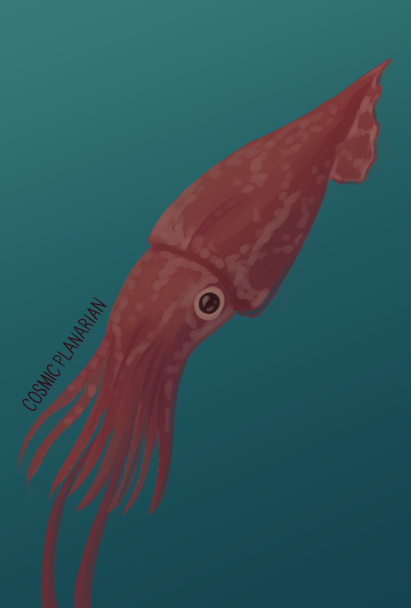 100 Days of Sea Creatures Day 99 - Colossal Squid (Mesonychoteuthis hamiltoni) Oh No! Oh No! Oh No! Only 1 day left! I wonder who the last creature is!! #smallarists #seacreatures