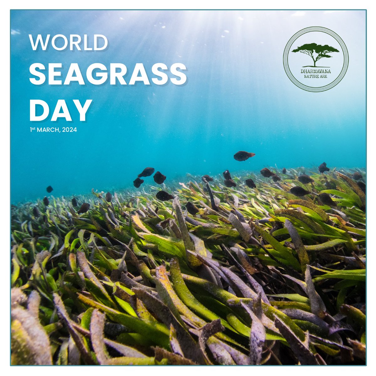 Seagrass: vital marine habitats storing carbon faster than rainforests, stabilizing coastlines, protecting against erosion & storms. Threatened by human activities like coastal development, pollution, & climate change. Conservation crucial! #ProtectSeagrass #seagrassconservation