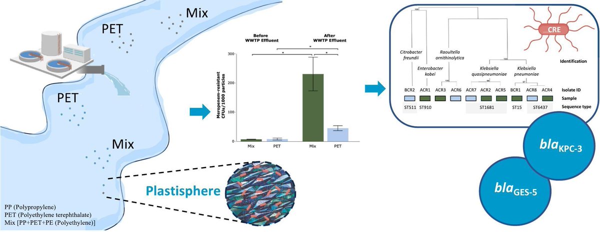 Proud to share our new paper published in <a href="/STOTEN_journal/">STOTEN</a>. A relevant contribution to understand the role of microplastics as vectors of antimicrobial resistance. Congrats <a href="/Iatsilva/">Isabel Silva</a>  &amp; @MartaTacao. 
#OneHealth 
#AMR
<a href="/DCV_UC/">Departamento de Ciências da Vida - UC</a>
<a href="/CFE_UC/">Centre for Functional Ecology</a>

sciencedirect.com/science/articl…