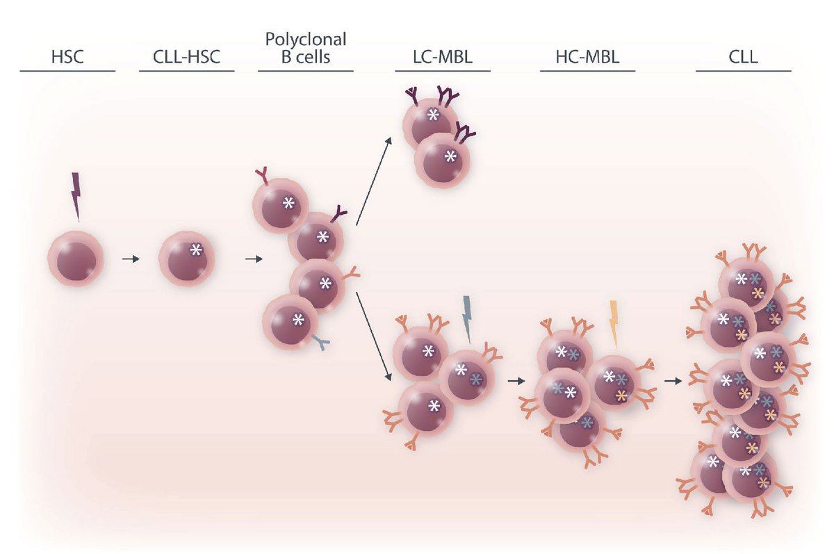 A new study on the characterization of the B-cell receptor of monoclonal B lymphocytosis in siblings of patients with #chronicLymphocyticLeukemia ( #CLL ) provides insights into the early steps of the development of CLL. haematologica.org/article/view/h…