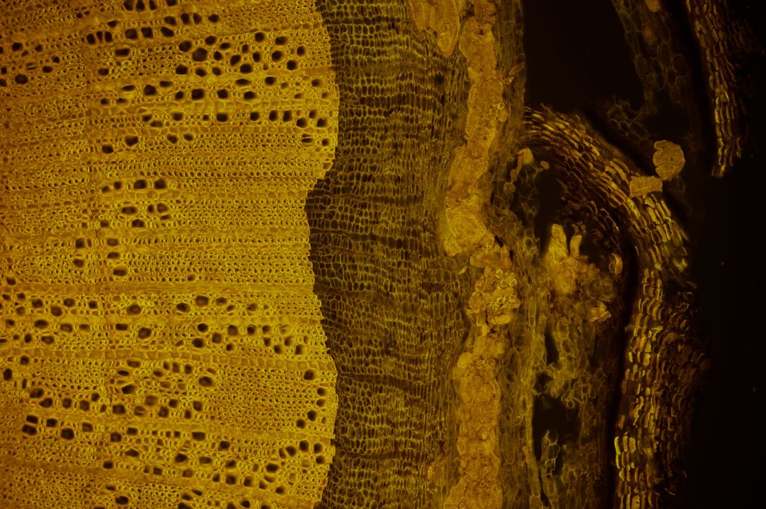 Optolongfilter's tweet image. Hela cells: FISH-Orange!
Photographed by Daniel Han.
Images were captured by #Optolongfluorescencefilter narrow bandpass filter set, #FISHorange(30033) .
Taken with Olympus microscope and Nikon camera.
#opticalfilter #microscopy #fluorescence #dapi #excitationfilter