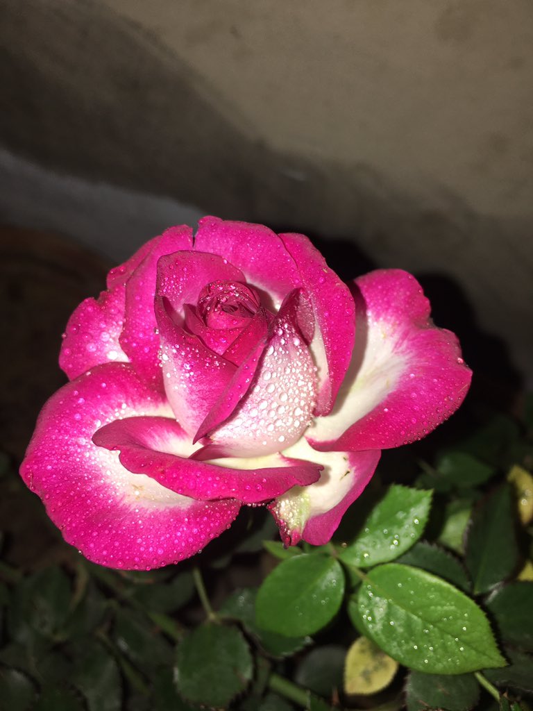 MSK_KHAN007's tweet image. Jumma mubarak 

#karachi #rains #thunderstrom #friday #JummahMubarak