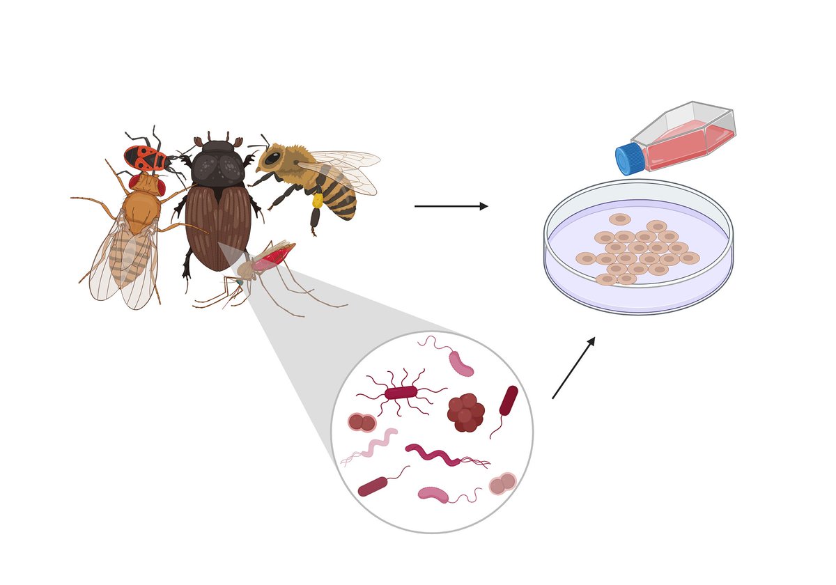 🙌Fresh off the Press! The untapped potential of #cell culture in disentangling #insect-#microbial relationships Authors: @EmmaAllenVercoe @bdaisley View&download: 👇oaepublish.com/articles/downl… #Cellculture, #host-#microbe interactions, #insects, #gutmicrobiome