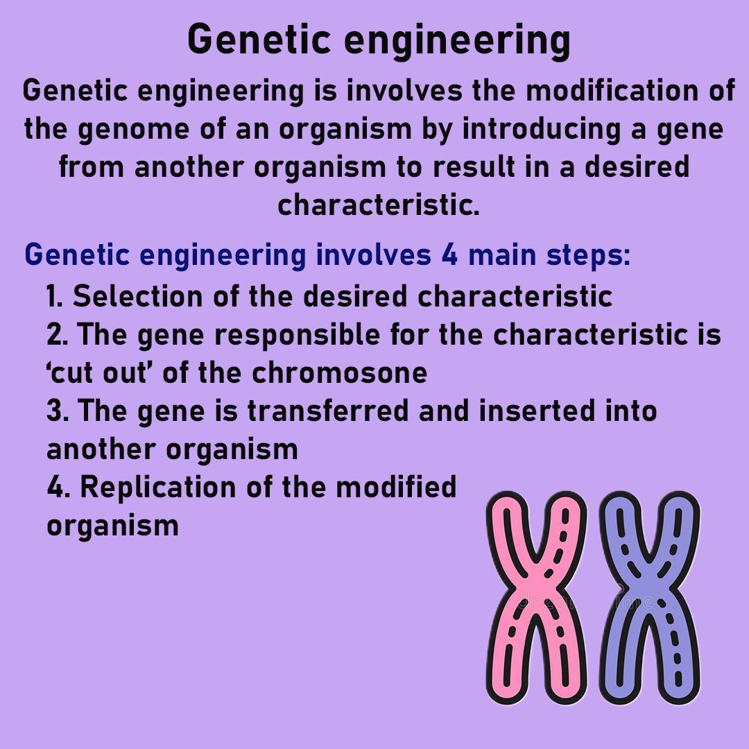 What is genetic engineering? #gcse #ocr #biology #genetics #geneticengineering #genome #STEM #ioteach #edutech