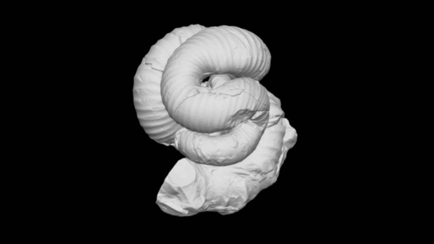 異常巻きアンモナイト、ニッポニテス (ammonite Nipponites