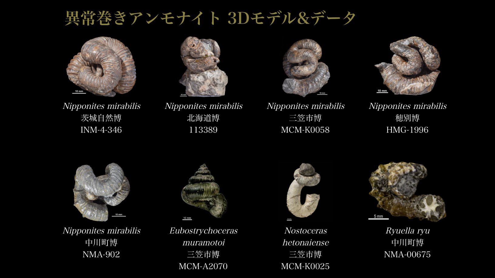 異常巻きアンモナイト ニッポニテス 3Dモデル 目新しい 異常巻きアンモナイト ニッポニテス 3Dモデル 目新しい