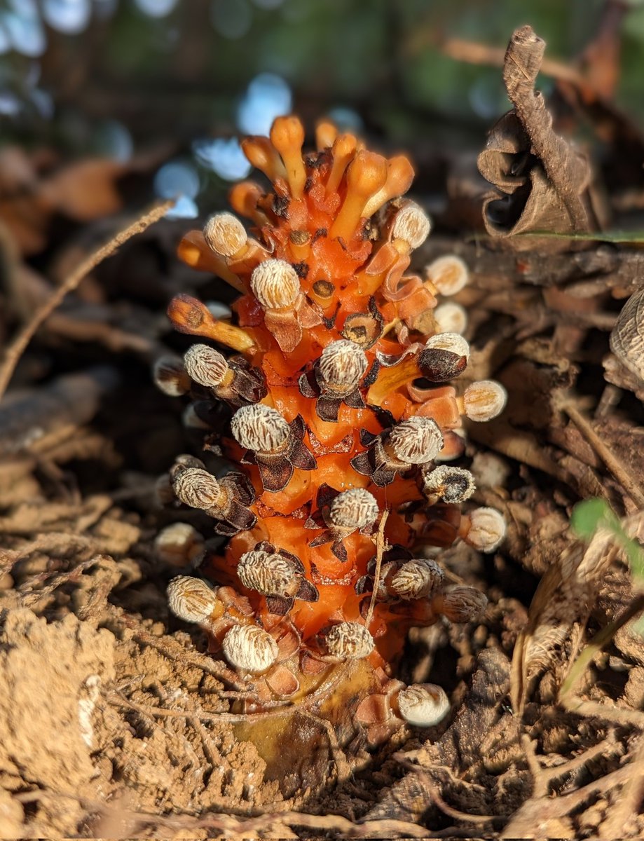 thorogoodchris1's tweet photo. BALANOPHORA! A leafless parasitic plant that looks more like a fungus, seen today on the slopes of Mount Kemalugong. https://t.co/cNFPaK7hRt
