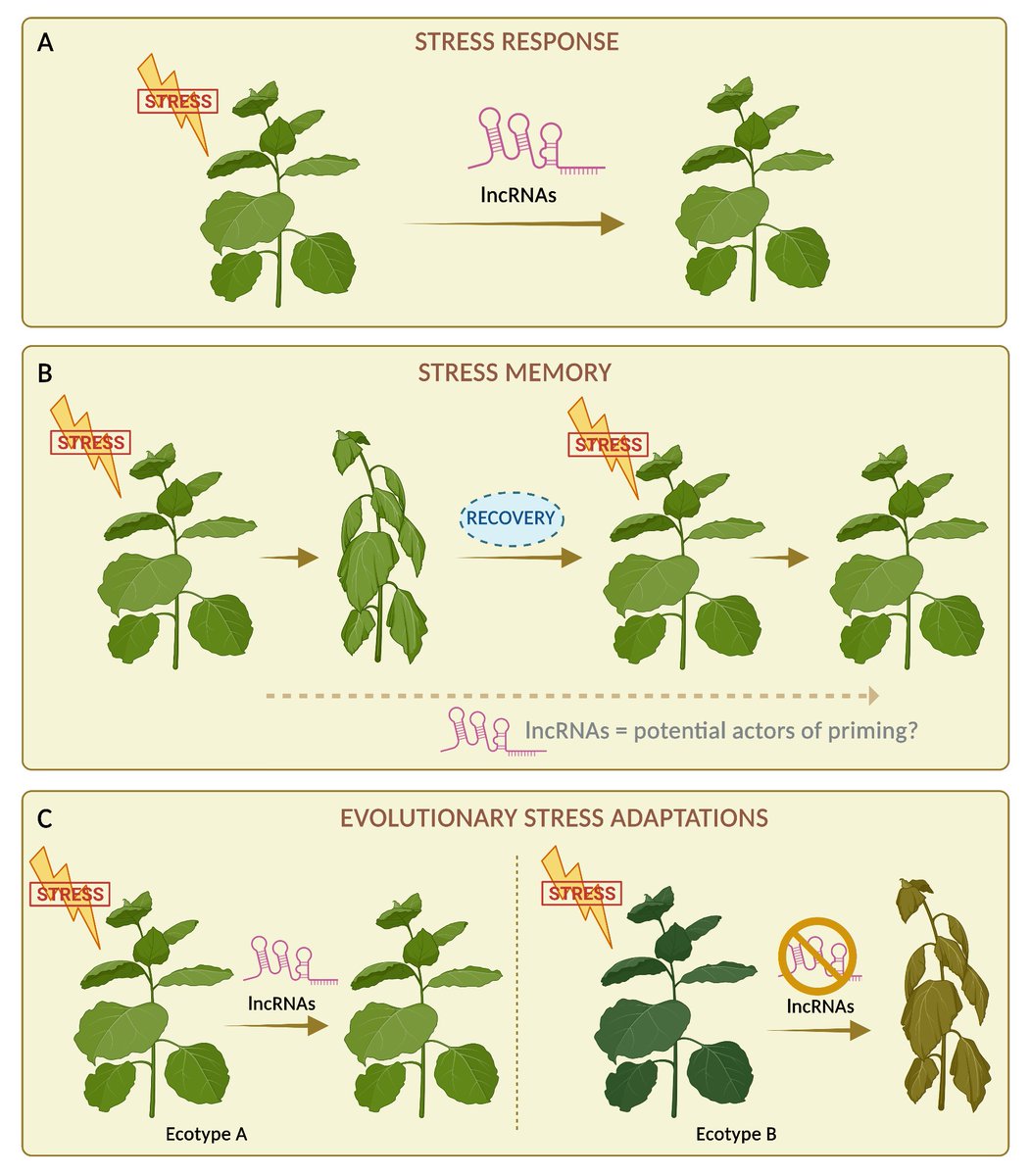 🌱From environmental responses to adaptation: the roles of plant lncRNAs 🧬🍃 Dive into the latest publication from the REGARN team. @traubenik, Céline Charon and @BleinThomas describe the roles of plant lncRNAs in responding to environmental challenges.  doi.org/10.1093/plphys…