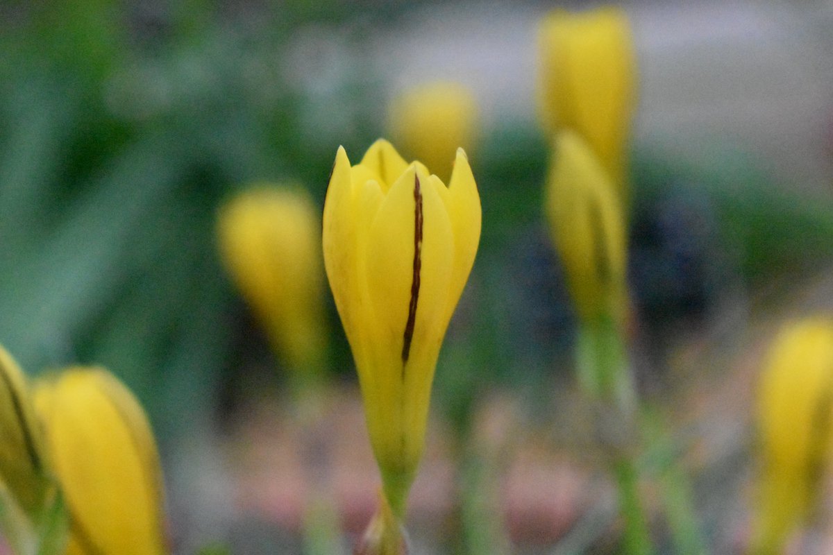 Exciting #plant picks @CUBotanicGarden this week include the tropical jade vine, Strongylodon macrobotrys, shrubby Magnolia sprengeri 'Diva', and bulbous Nothoscordum dialystemon. Plenty more to see if you're looking for a hint of #spring.