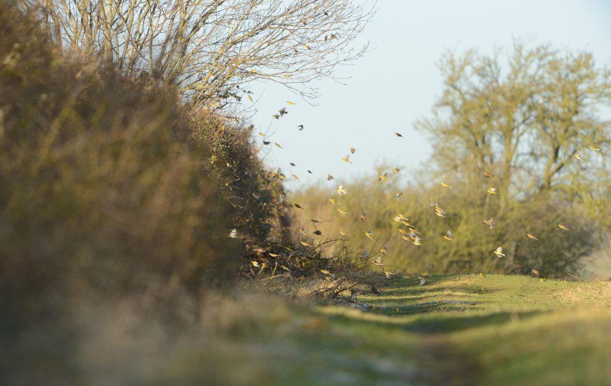 England's rural hedgerows are home to millions of nesting birds in spring and summer. However, crucial protections expired at the end of 2023 Take action to #HelpOurHedgerows by emailing your MP to support the reintroduction of these vital protections action.rspb.org.uk/page/145053/ac…