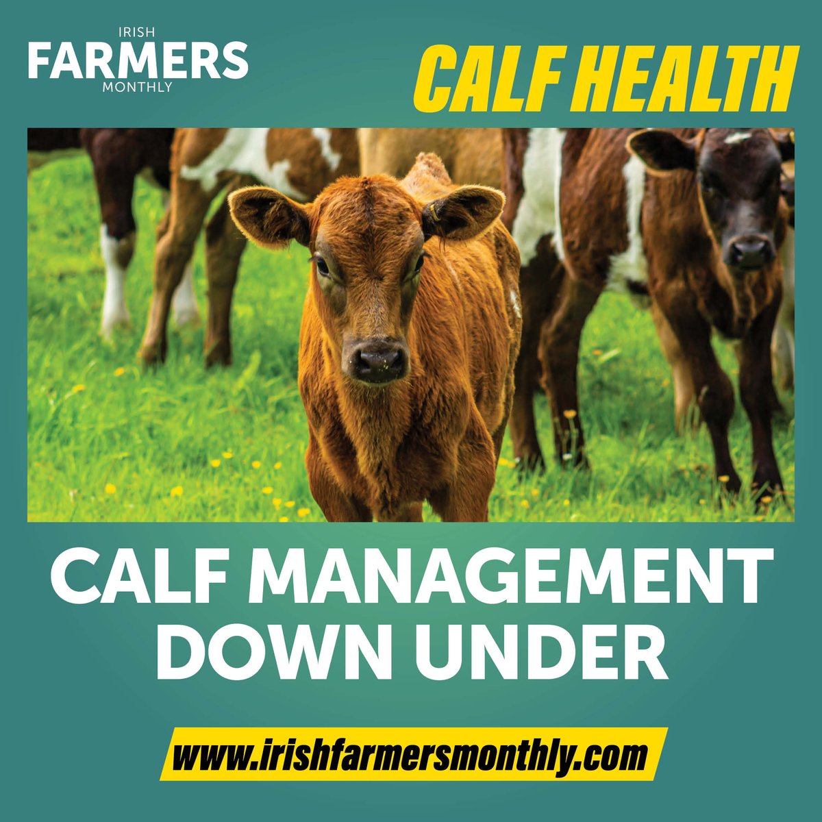 We catch up with Olin Greenan in New Zealand who highlights the management practices of calves there and how they differ to the Irish system: tinyurl.com/45rnch8b