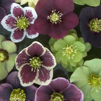 March ‘47 There are several kinds of hellebore, but the two varieties usually seen in English gardens are more familiar under their prettier names of Christmas rose and Lenten rose, Helleborus niger and Helleborus orientalis [H. x hybridus] respectively. plantdelights.com/blogs/articles…