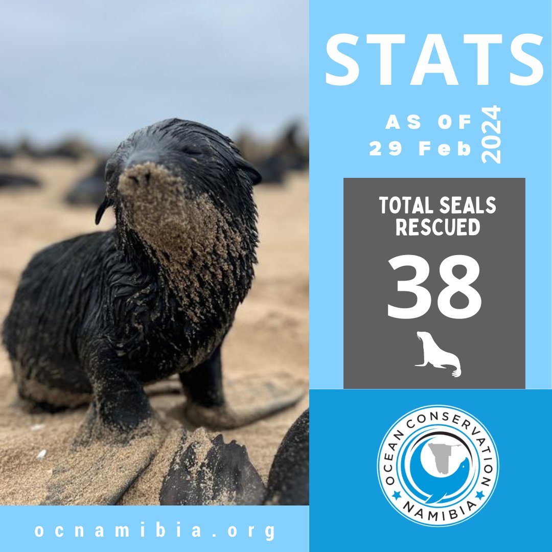 This month, we had 14 rescues, 0 sightings, and 0 escapes, compared to 18 rescues, 0 sightings, and 1 escape in February 2023, 12 rescues, 3 sightings, and 7 escapes in February 2022, and 15 rescues, 0 sightings, 0 escapes in February 2021.

#ocnstats #ocn #sealrescue