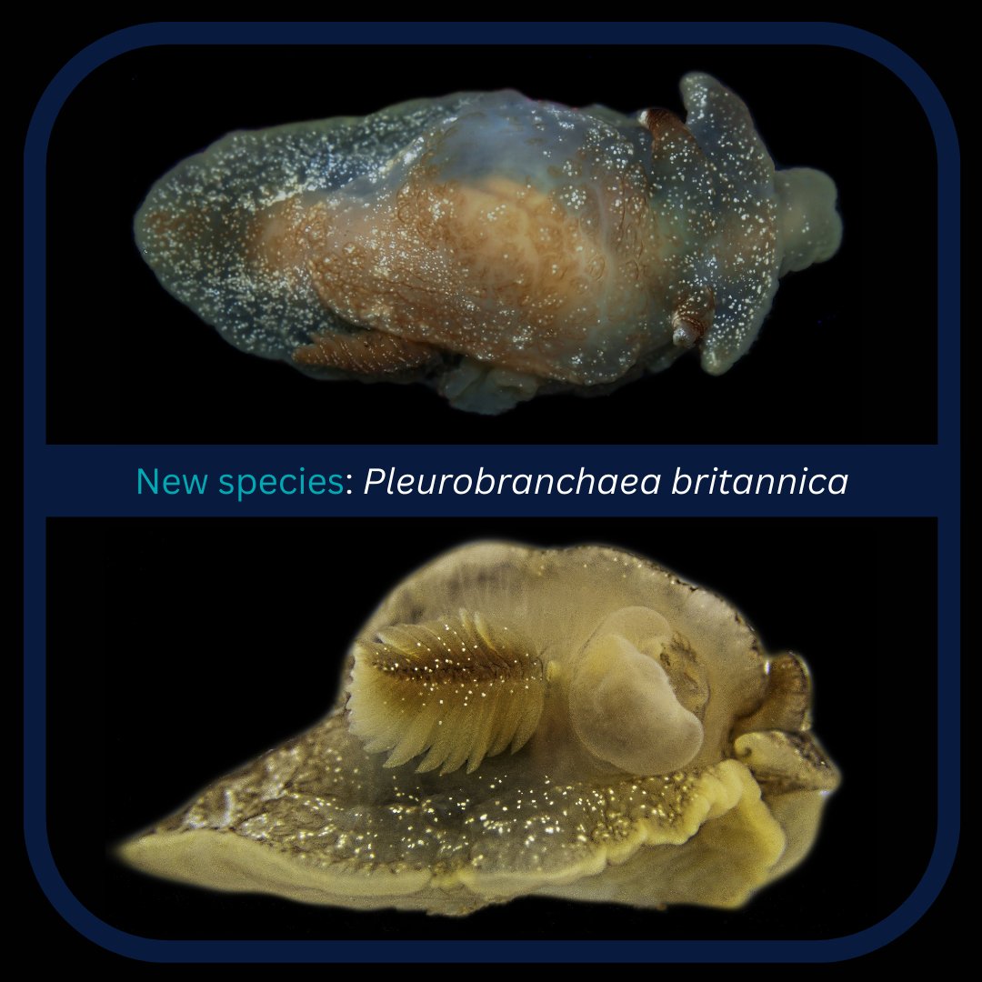 🥳 Cefas scientists and partners at @univcadiz have discovered a new species of side-gilled sea slug. Collected on a fisheries survey on the RV Endeavour, it's the first of its type to be found in UK waters! @rbullimore @Haydenclose @AWShips cefas.co.uk/news-and-resou…