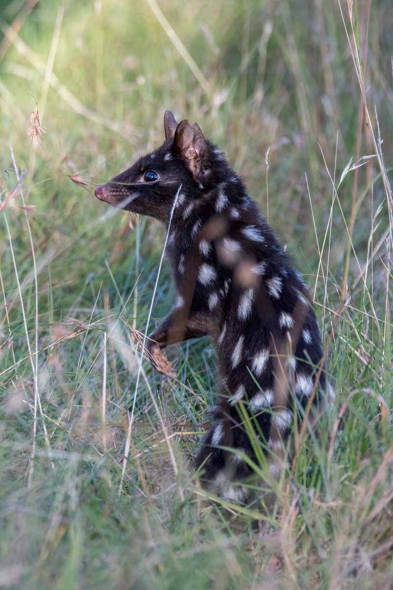 @DailyPicTheme2 Eastern Quoll, taken on 11 February, in the Sanctuary @MulligansFlat . The Quoll is endangered, and is being re-introduced to Eastern Australia through the animals in Mulligans Flat. Quolls are nocturnal, so it is very unusual to come across one in daylight.