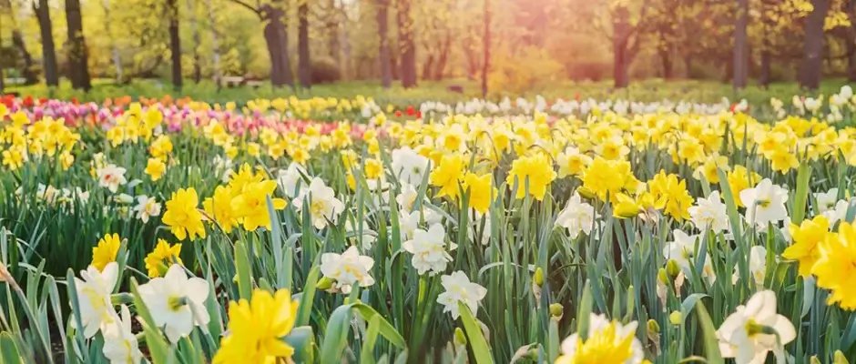 Dydd Gwyl Dewi hapu! / Happy St David's Day to all our members and supporters.