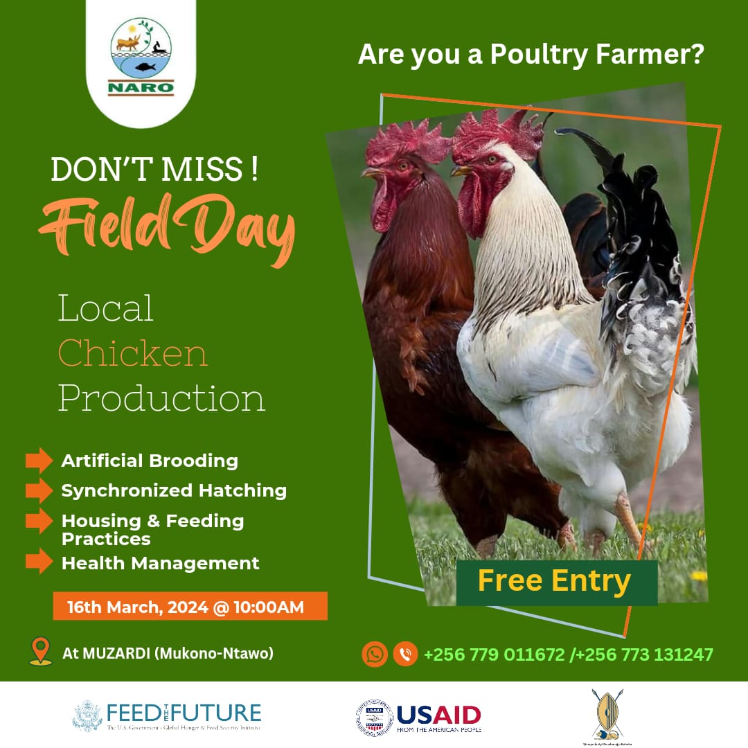 Are you a poultry farmer? Are you looking to venture into #localchickenfarming? Be part of our field day on production and commercialization of local chicken on 16th March 2024 @NARO_MUZARDI Don't miss!