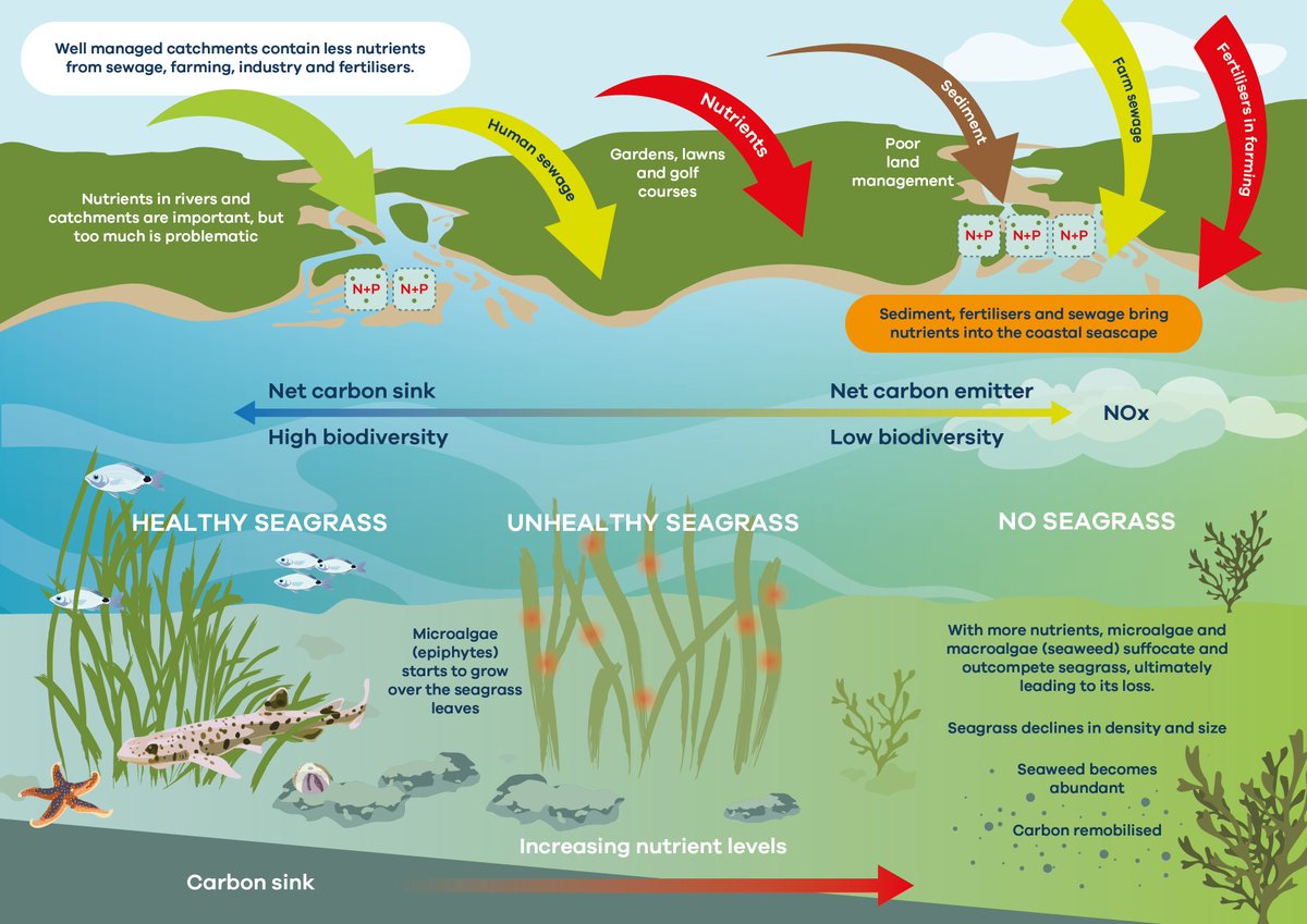🚨The UK water quality crisis is impacting our ability to fight climate change. In our new report with @sascampaigns and @ProjectSeagrass we investigate the impact the poor water quality is having on fragile coastal habitats such as seagrass. Read more 👉…