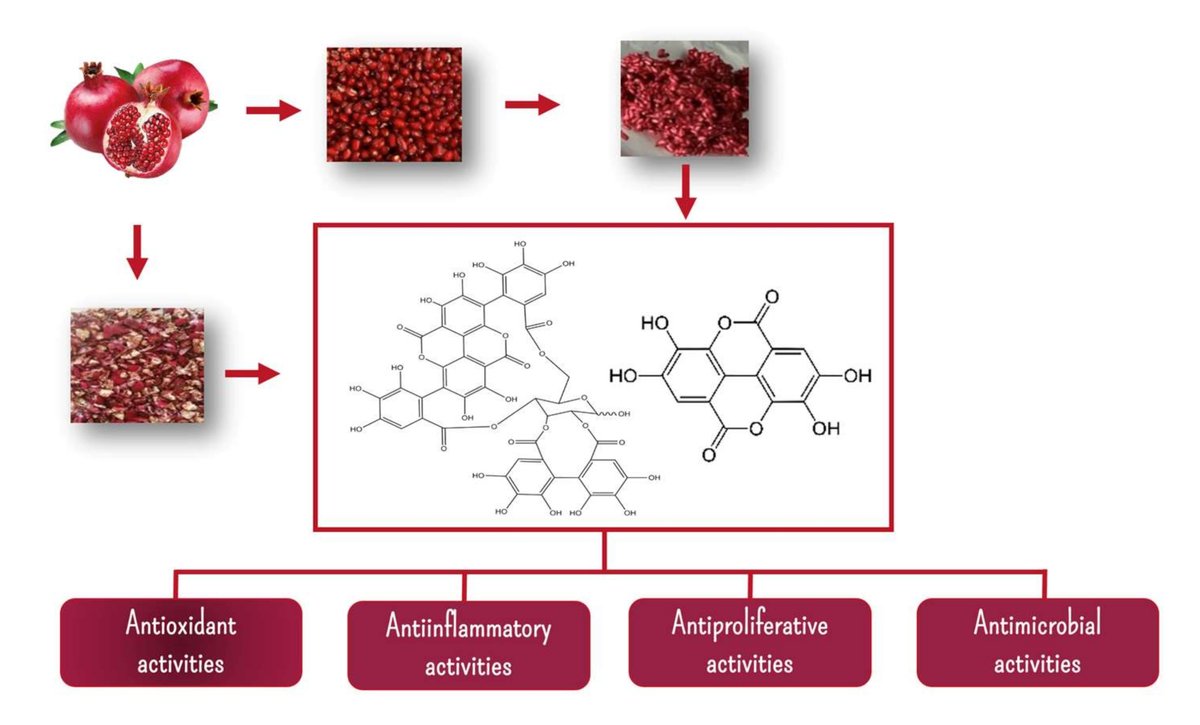 Da pianta ornamentale a #superfood, il #melograno non smette ancora di stupire i ricercatori. Sull'argomento c'è anche il contributo del laboratorio #QuMAP - bit.ly/49pXWc9 @Applsci @unitorvergata @UNI_FIRENZE #punicagranatum