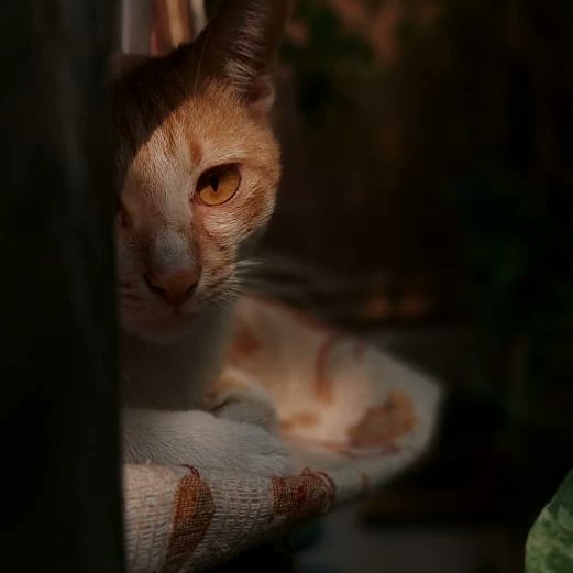 #StopAnimalTests
#ADOPTION
#stopanimalabuse
Hello Friends, 
Pls share this post in ur links so that who has only single cat. Need this post should be reach them so cat can enjoy &amp; active that is possible when they adopt one more cat so that your cat can play together as a pair.