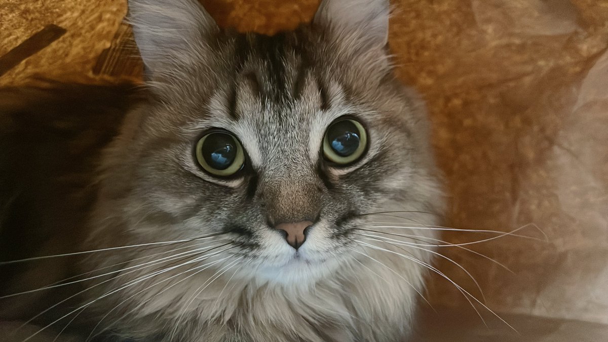 飼い主、似たような写真撮りすぎ
(だけど全部顔が違うんだよっっっ)