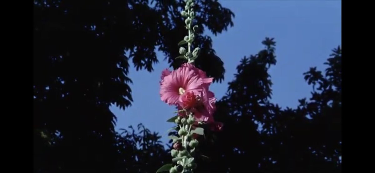 hollyhocks!
#TheObsceneMirror #slutfluff