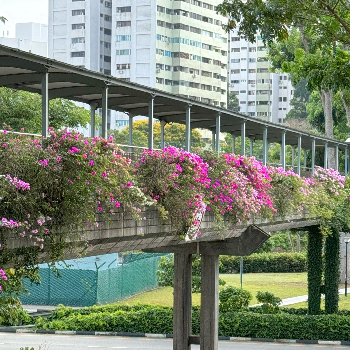 CaoLongyu's tweet photo. 这几天家附近三角梅盛开。前几天照近景，今天照一些全景。 https://t.co/mNqy8ojsMZ