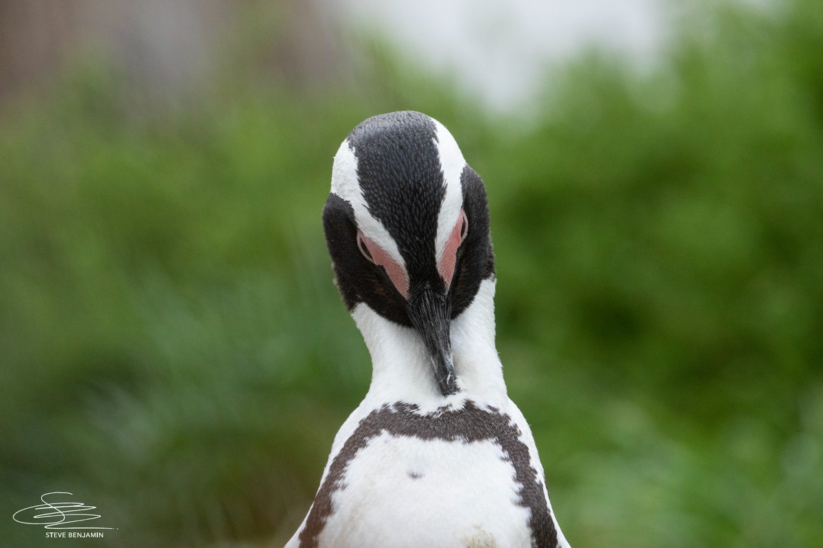 2OceansAquarium's tweet image. African penguins will be functionally extinct by 2035. 🐧

This means the population will be so small that it won't be able to breed enough to increase numbers again.  ❌

#twooceansaquarium #NotOnOurWatch #AfricanPenguin #penguin