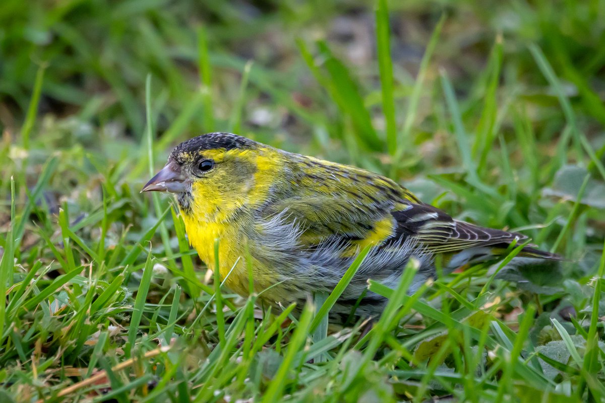 Good morning all. I spotted movement in the grass and realised it was a male Siskin. Wishing everyone a happy and safe Friday and good weekend ahead. #TwitterNatureCommunity #nature #birds #TwitterNaturePhotography #naturelovers #wildlife andyjennerphotography.com