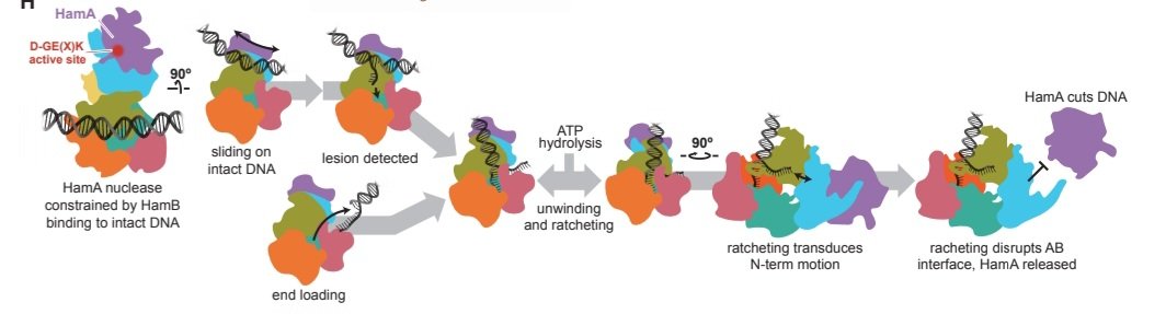 Mechanism of the Hachiman immune system finally deciphered A beautiful study from the Doudna lab shows that Hachiman is a genome integrity sensor biorxiv.org/content/10.110… Congrats @doudna_lab and colleagues!