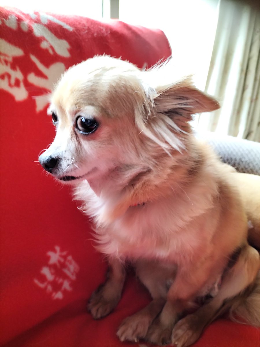kanoa1107's tweet photo. かあちゃん、見ないでちょ　キアヌ
#ポメラニアン https://t.co/bT93n6Omic