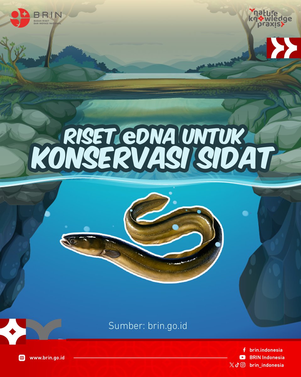 Riset eDNA untuk Konservasi Sidat

#Ikansidat #eDNA #Konservasi #BRIN #BRINIndonesia #RisetInovasi #ReformasiBirokrasi

(utas)