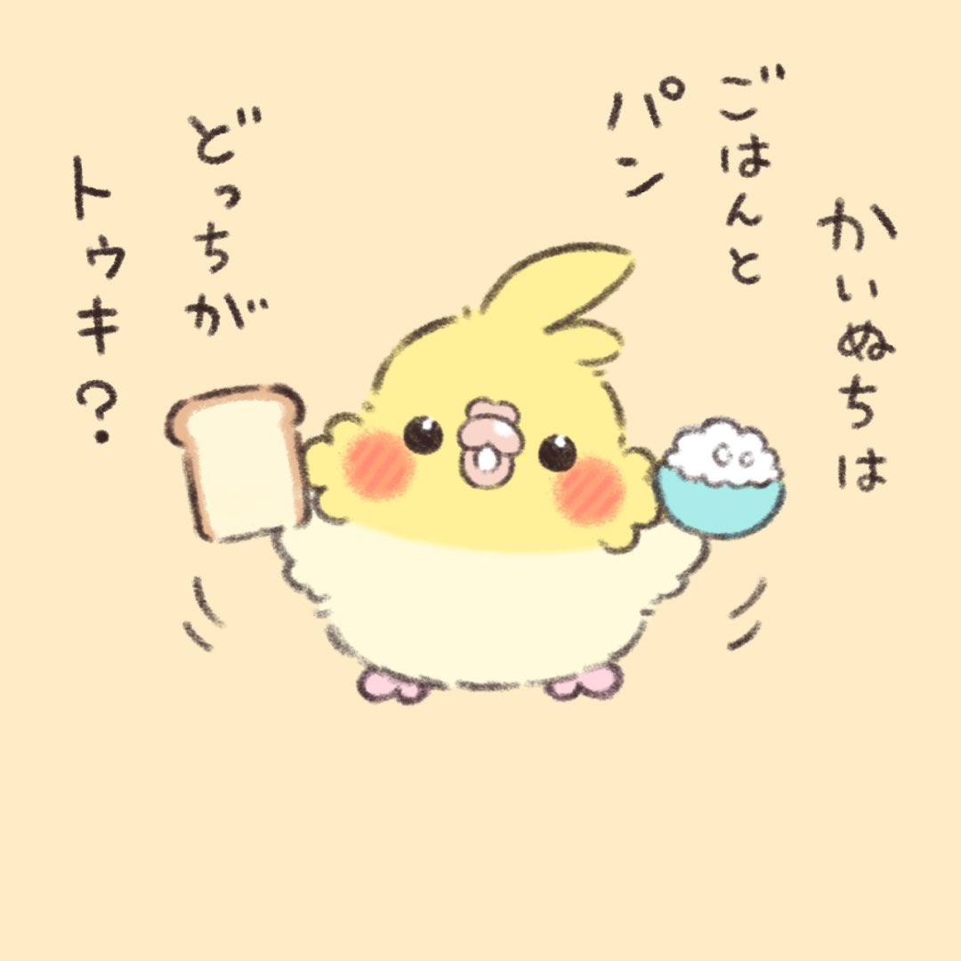ごはん🍚orパン🍞

#オカメインコ 
