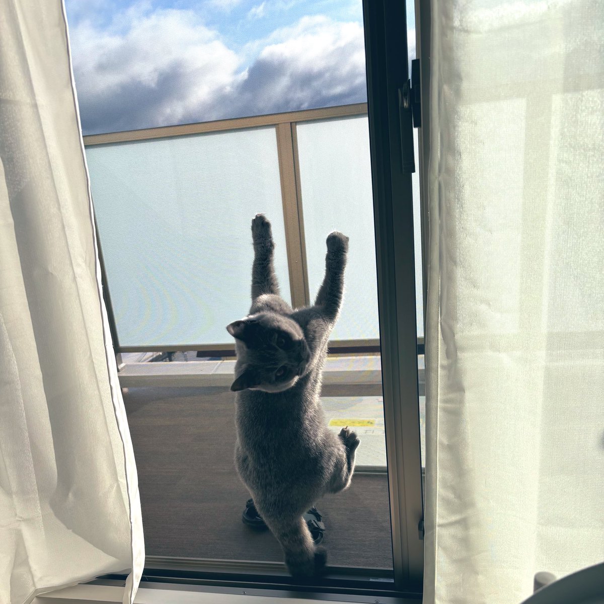 怒られたにゃ😹
#cats
#ブリティッシュショートヘア 
#猫がいる生活