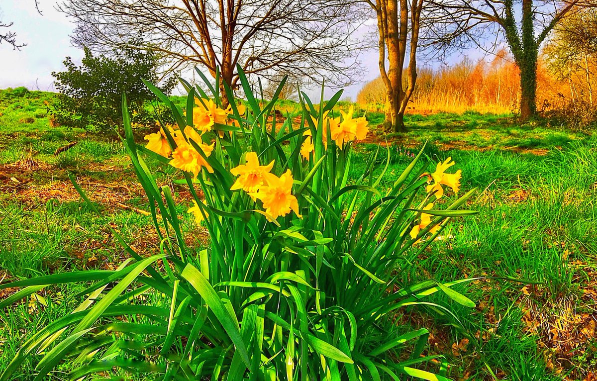 #HappyStDavidsDay! #DyddGwylDewiHapus! 🌼🌼🌼#PONTYPRIDD @StormHour @ThePhotoHour @ITVWales @Ruth_ITV @kelseyredmore @ChrisPage90 @WeatherAisling @itvweather @S4Ctywydd @metoffice #loveukweather @ItsYourWales #fridaymorning #spring 🌼🌼🌼🌼