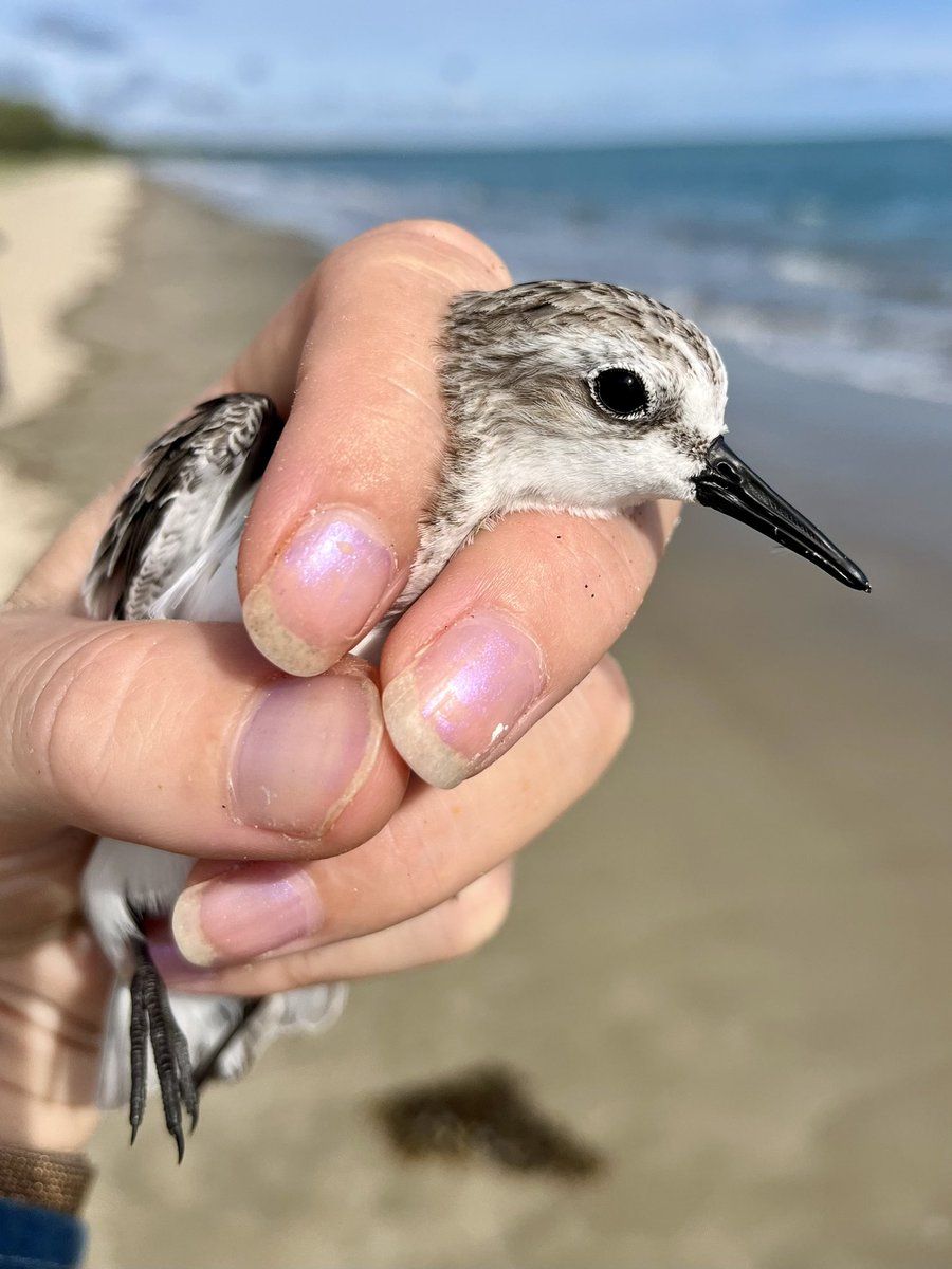 Last weekend I caught and banded #shorebirds in #Queensland with the Queensland Wader Study Group. How cute is this Red-necked Stint!? 🥰
Hopefully it will be recaptured in the future so we learn more about its movements and longevity.