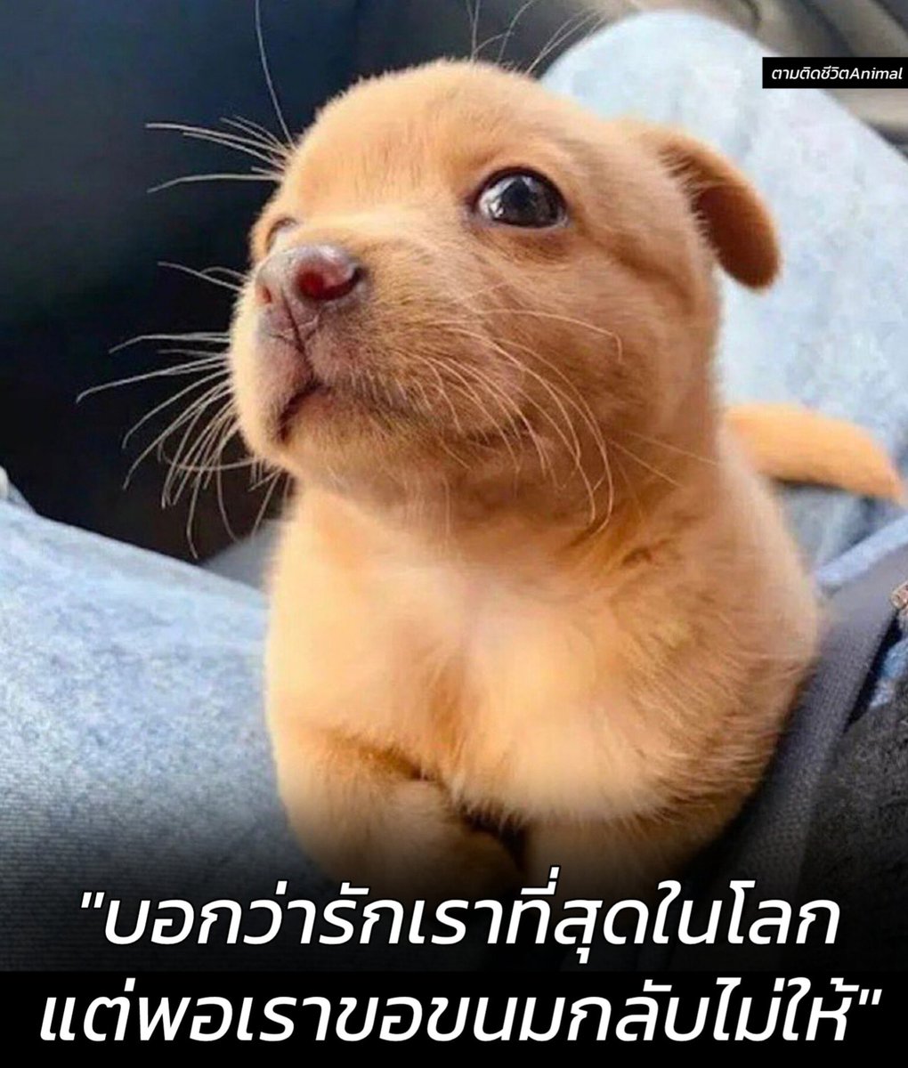 ตามติดชีวิตAnimal tweet media