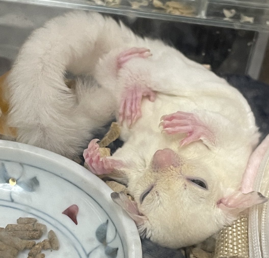 眠たい

#フクロモモンガ 
#フクモモ 
#エキゾチックアニマル
#sugarglider