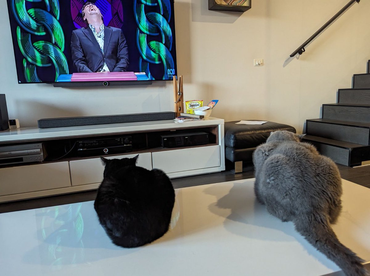 Hello furiends!! Atwood and I are watching the tv together!!! Spicks and specks for the #AussieCatsOfTwitter 🎉🎉🎉 #CatsOfTwitter @briebritishcat @AlanSla90124663 @MaxShelbyElla @Andy18512371 @Miezebiene @MunchPudding @craigsrex @HibiscusLynn @lizardcraft1960 @madridnantes