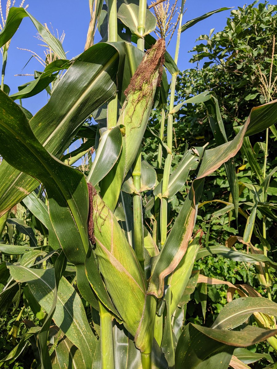 argeus22's tweet photo. 🌽 https://t.co/Ush2Lkcz6P