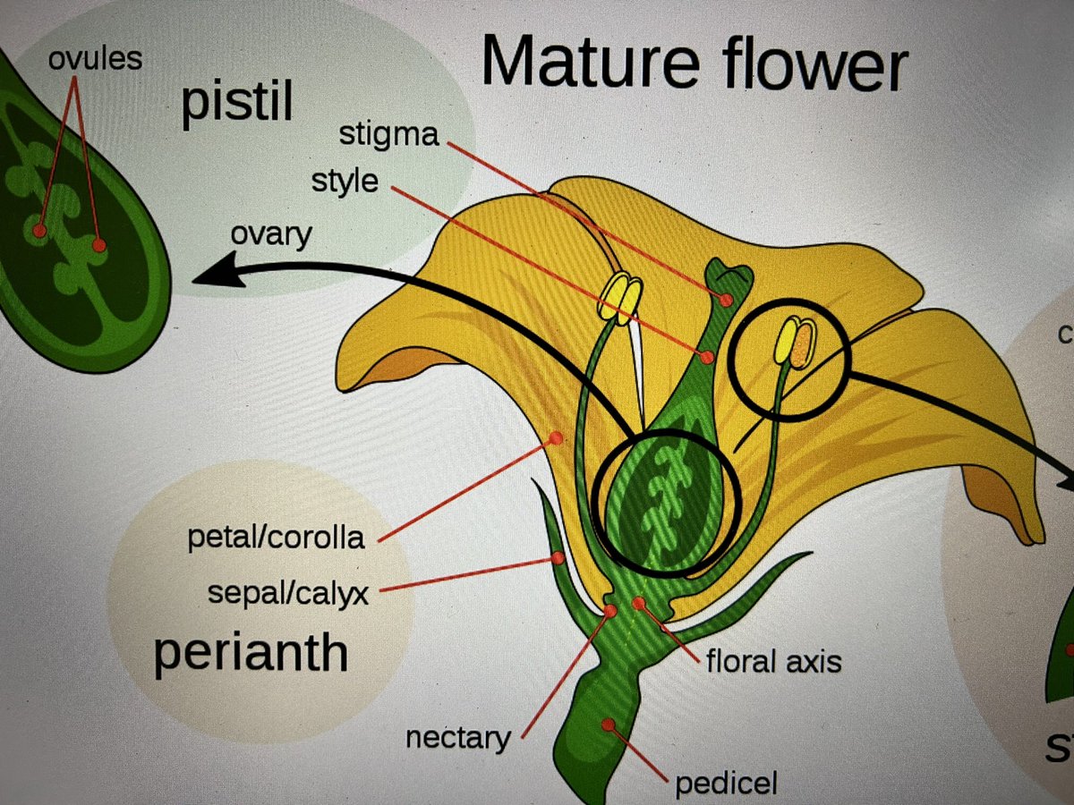 It’s that time of year again. Lecturing some of the things that fascinated me about plants and the reason I followed a career in plant science. AGH416 touching on plant reproductive organs before getting into plant propagation <a href="/ufh1916/">University of Fort Hare</a>