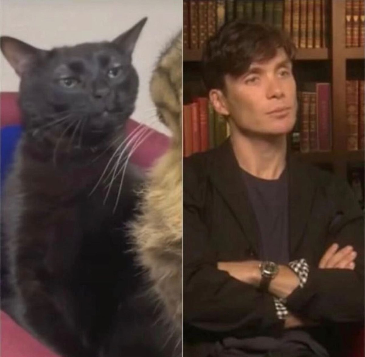 Punch Cat (@punchingcat) on Twitter photo 